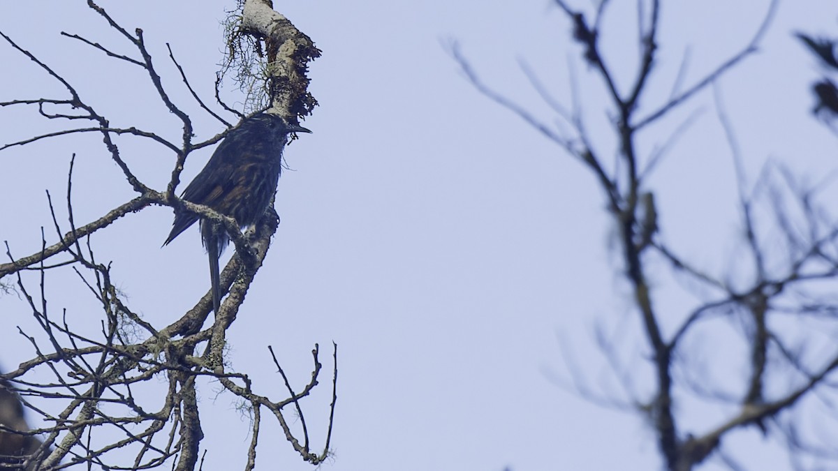 Gray-streaked Honeyeater - ML613794600