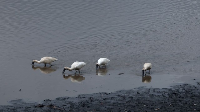 Royal Spoonbill - ML613794666