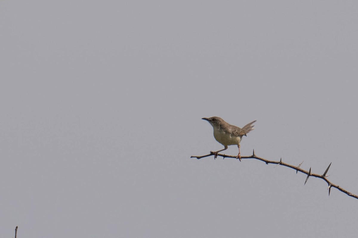 Prinia Selvática - ML613794685