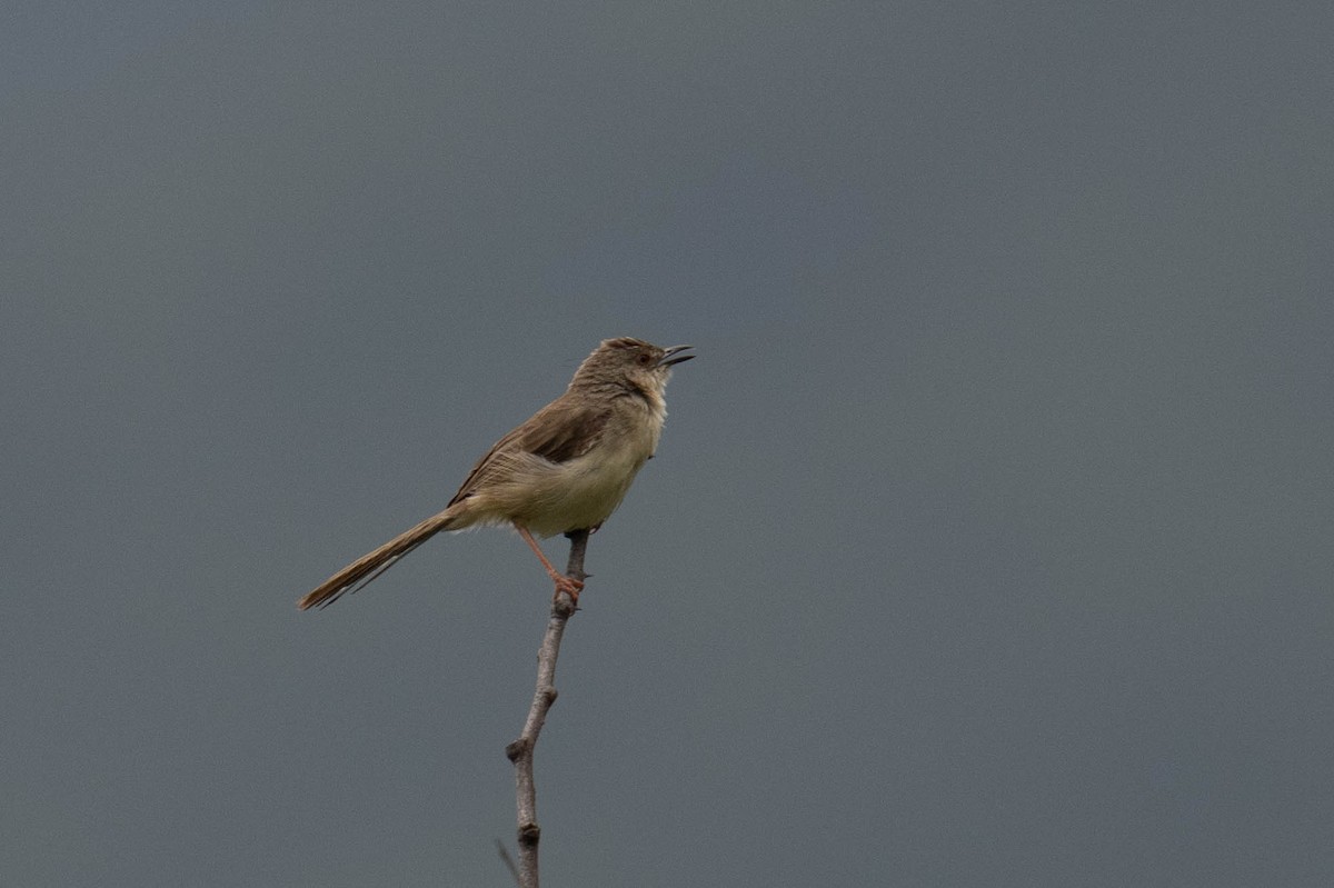 Jungle Prinia - Marcel Holyoak