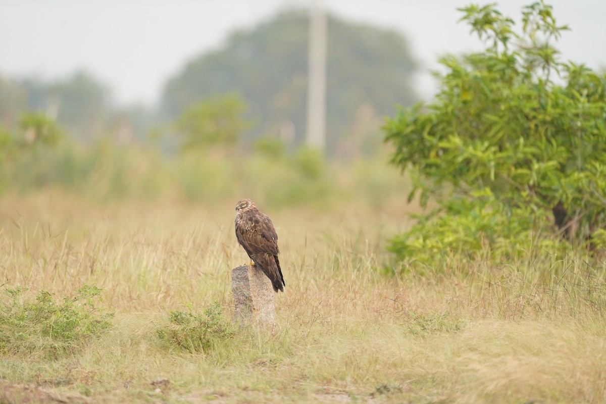 Pallid Harrier - ML613794694