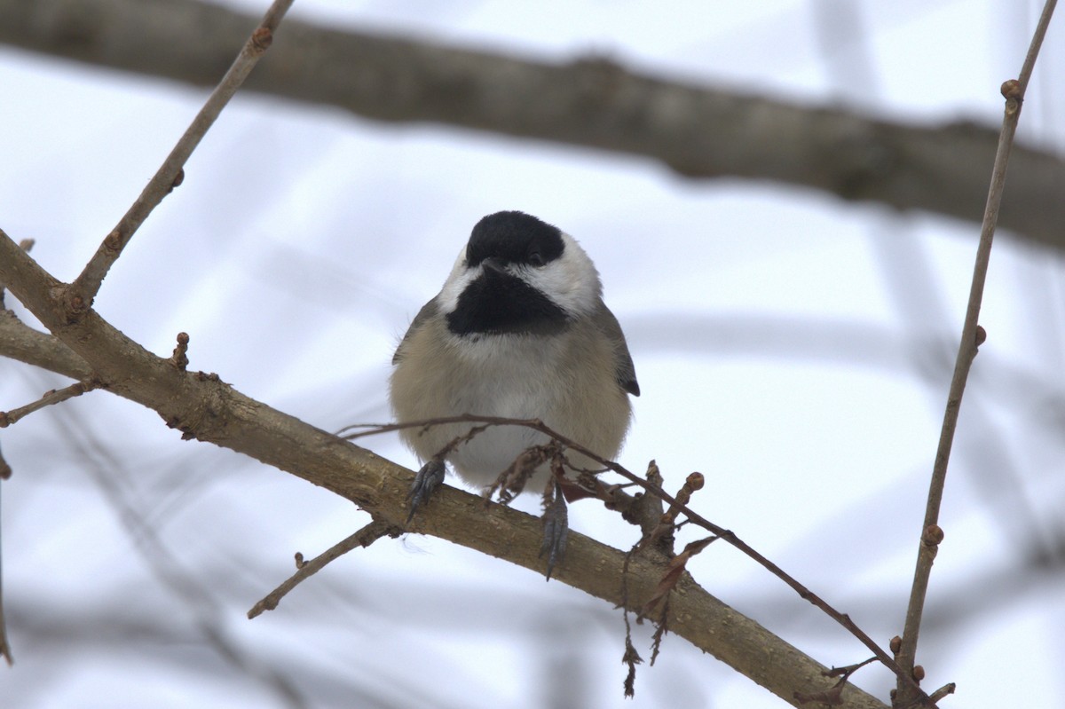 Carolina Chickadee - ML613794699