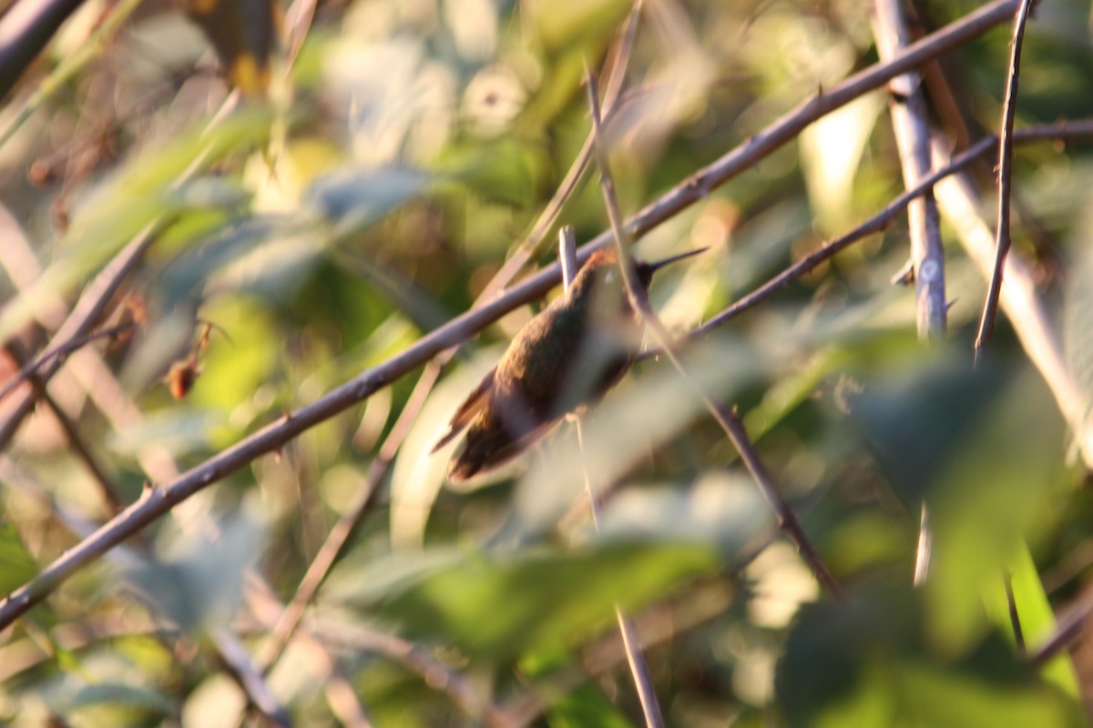 kolibřík hnědotemenný - ML613794903