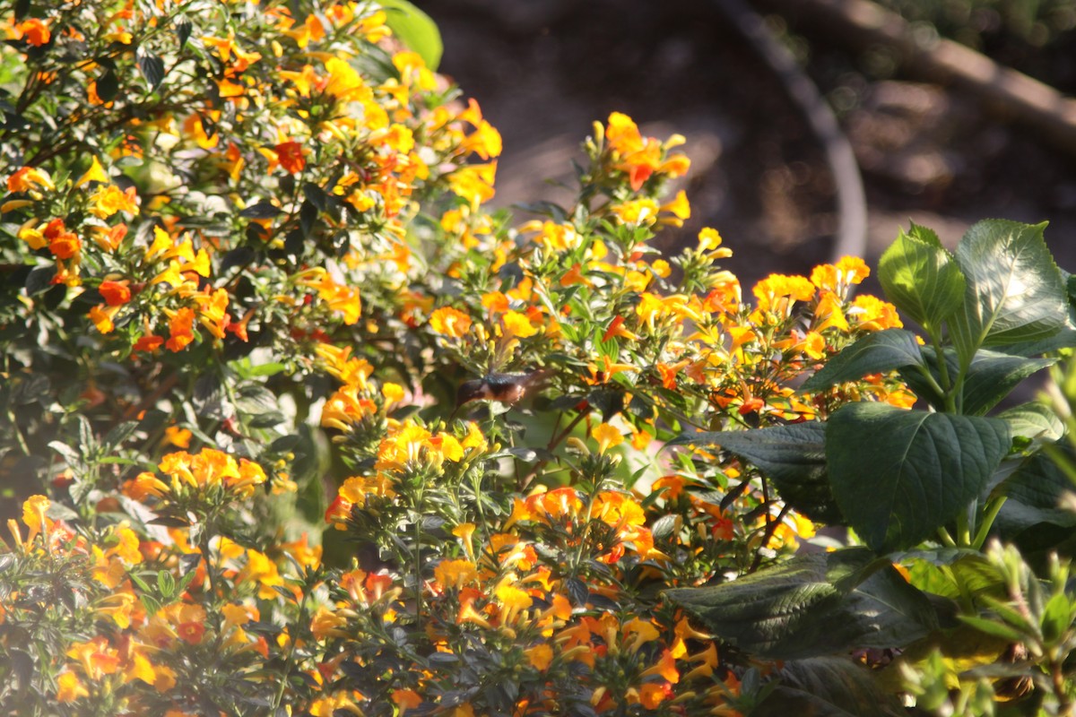 Colibri de Santa Marta - ML613794906