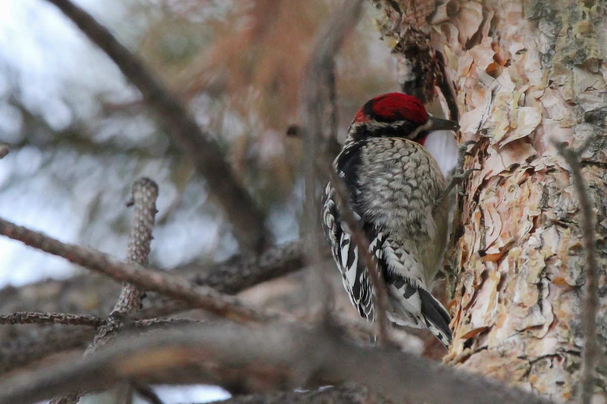 Red-naped Sapsucker - Jared Howard