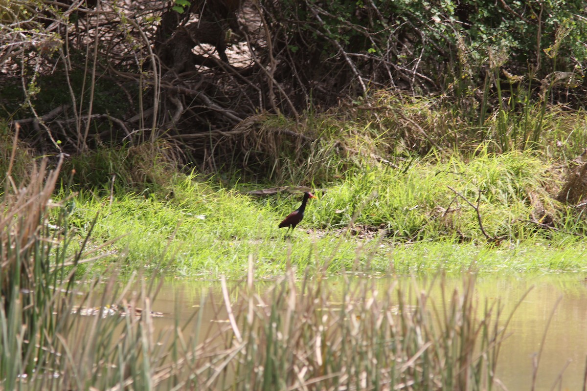 Wattled Jacana - ML613795061