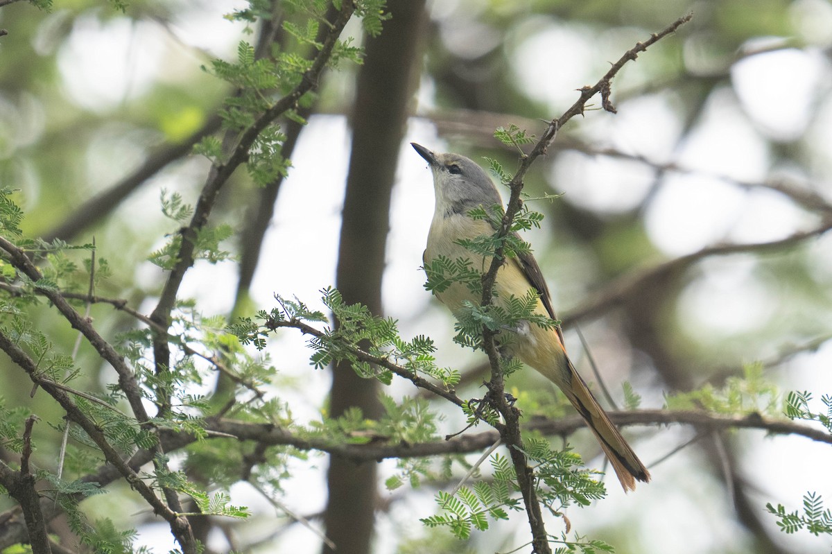 Small Minivet - Marcel Holyoak