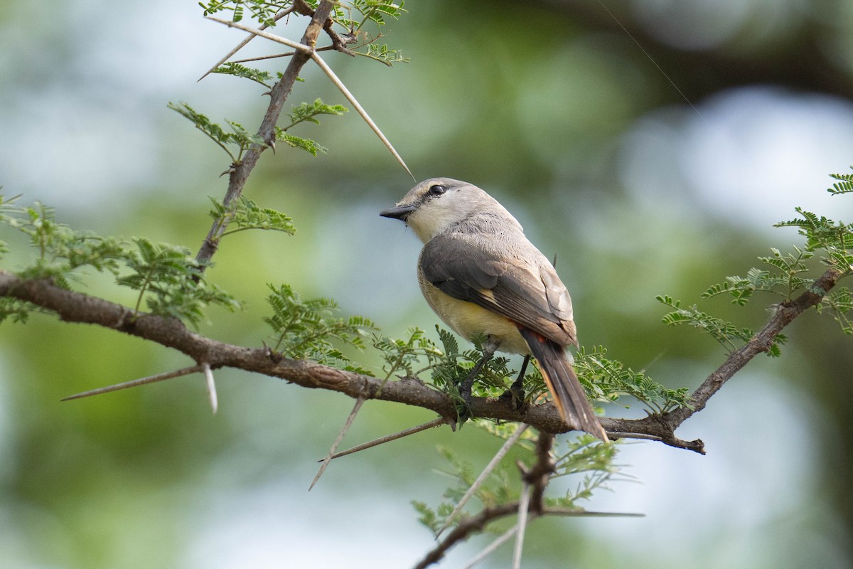 Small Minivet - Marcel Holyoak