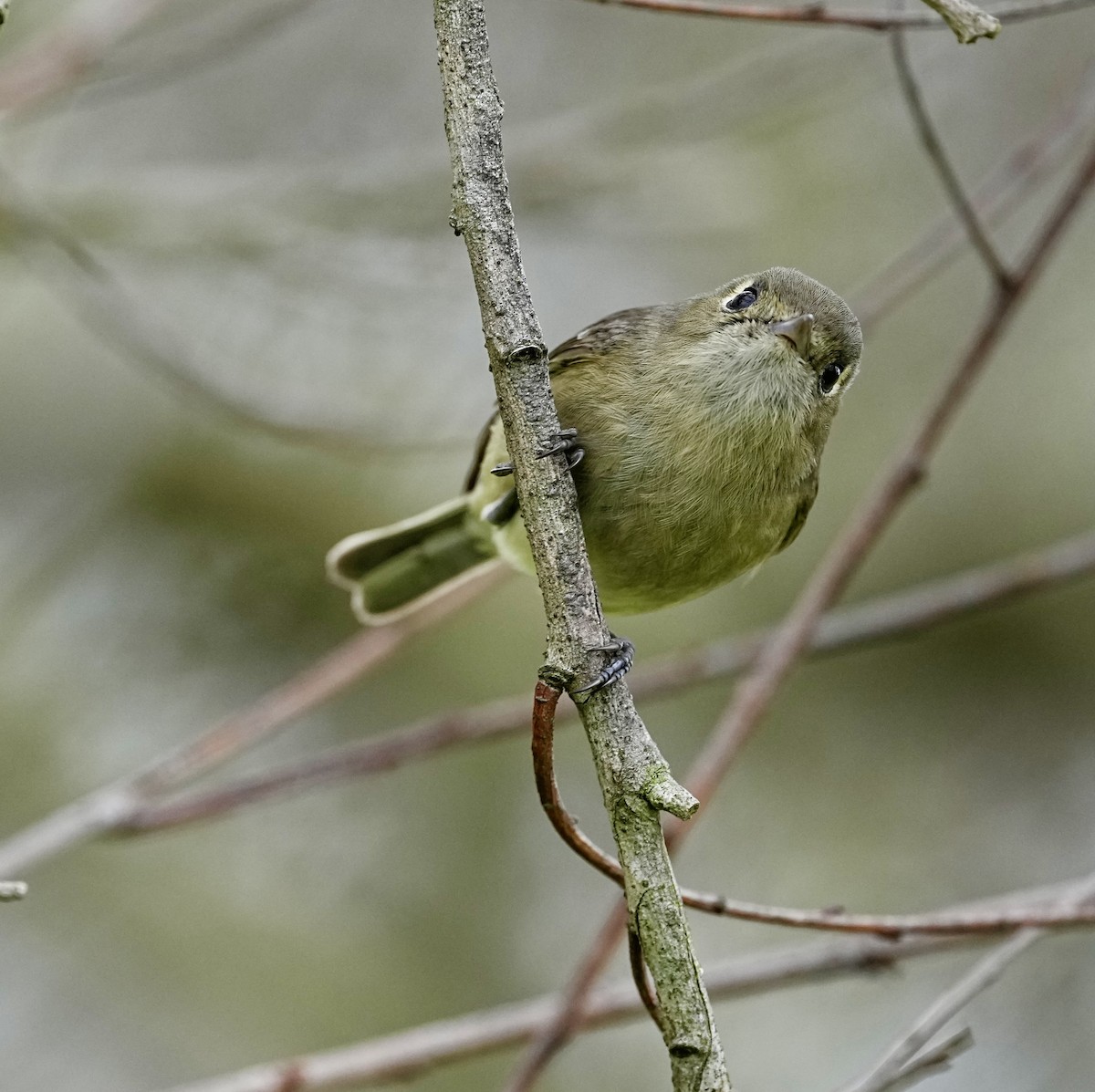 Hutton's Vireo - ML613795068