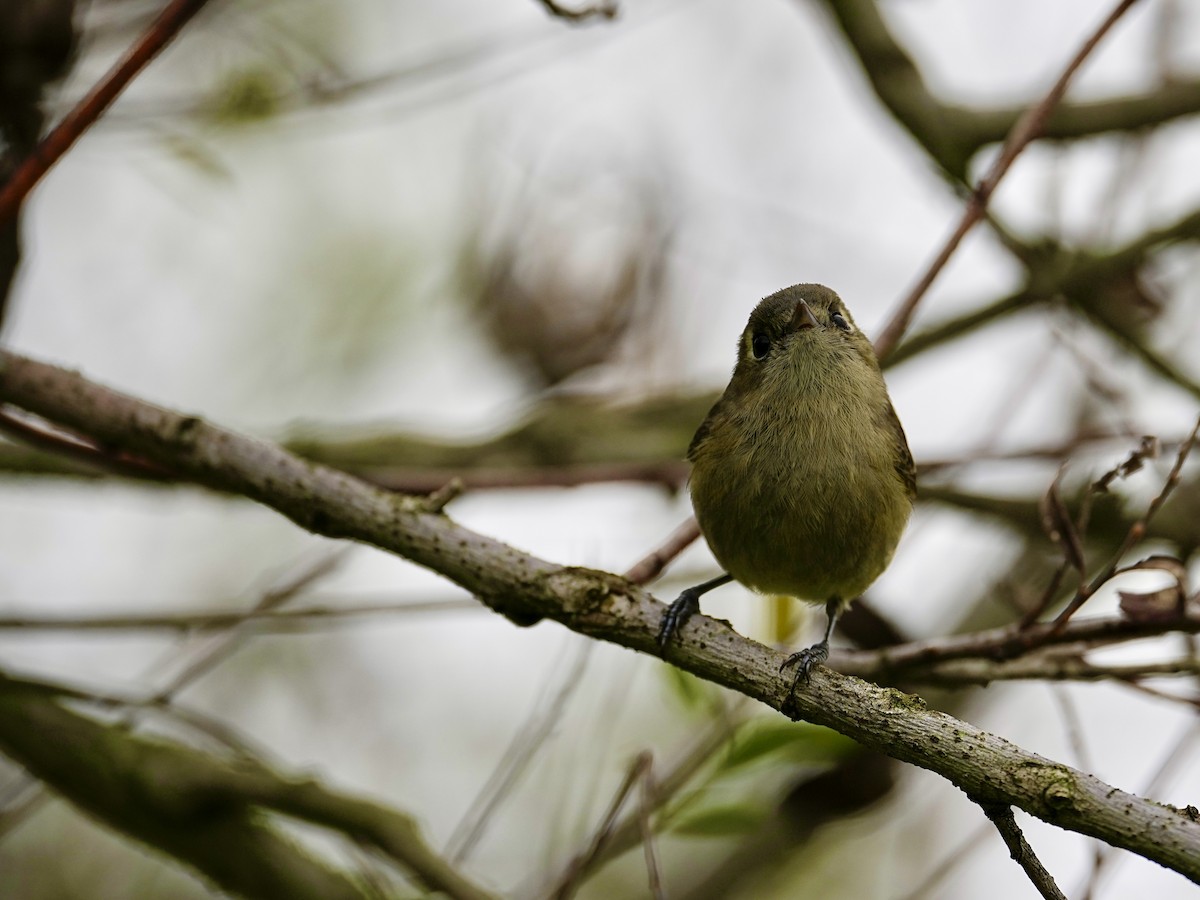 Hutton's Vireo - Donald Estep