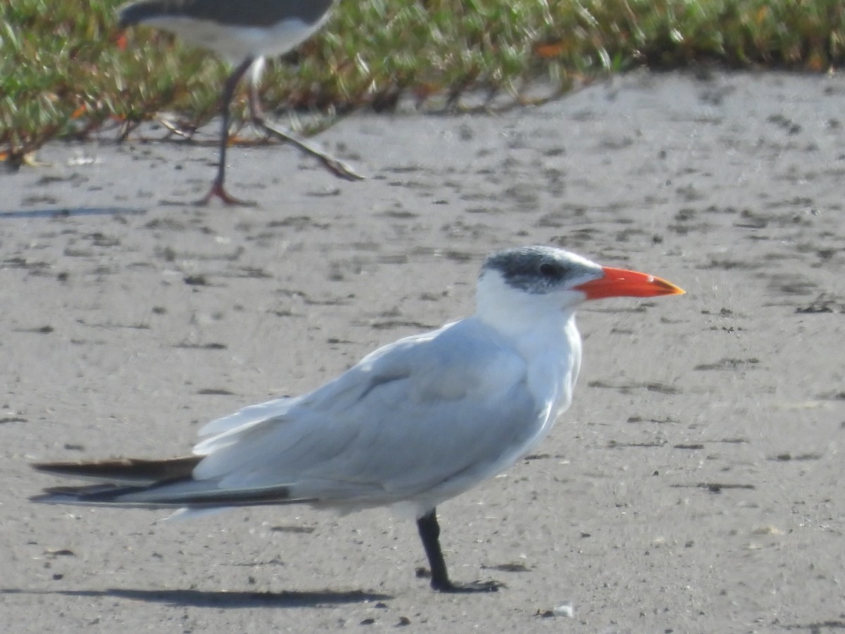 Caspian Tern - ML613795117