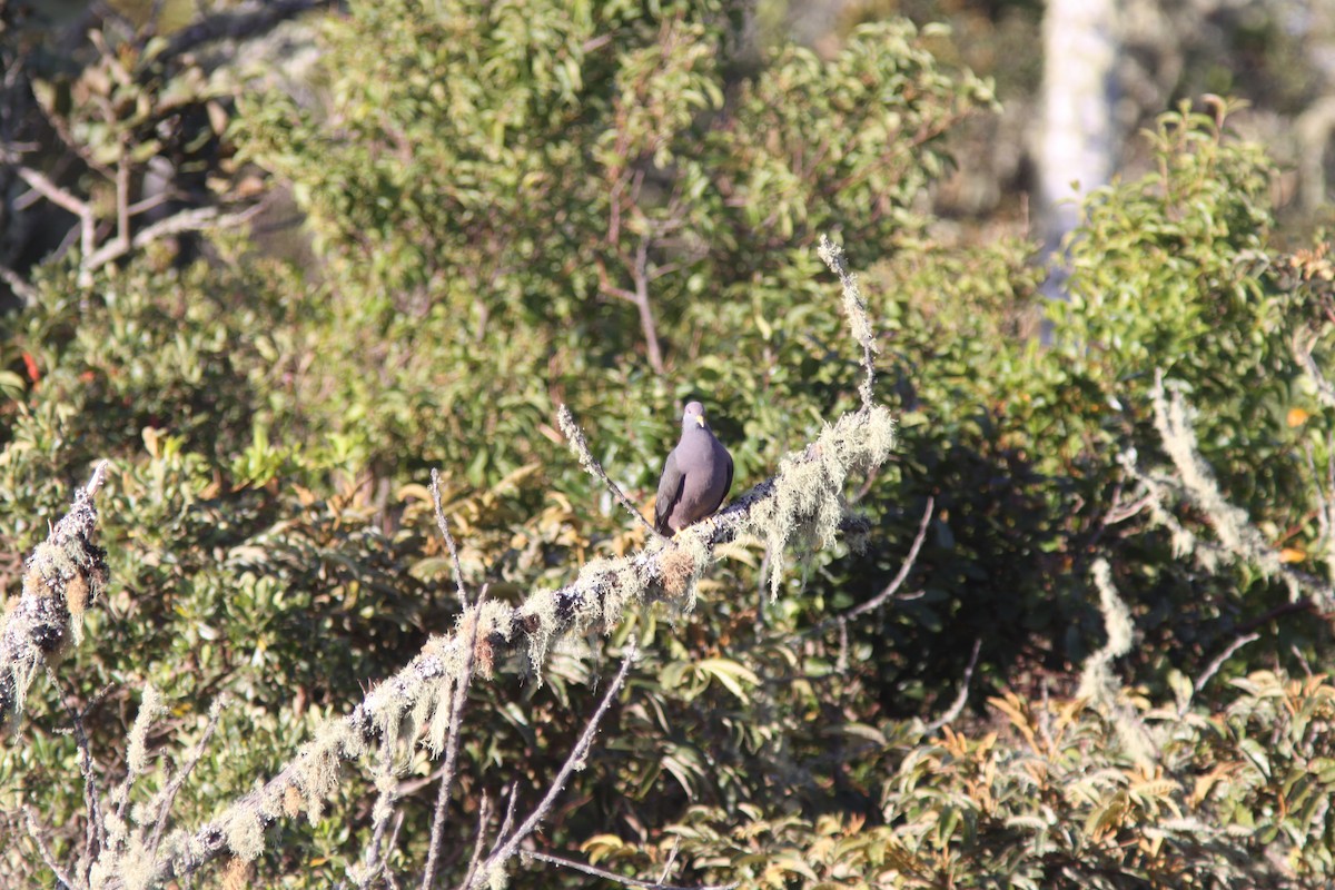 Band-tailed Pigeon - ML613795205
