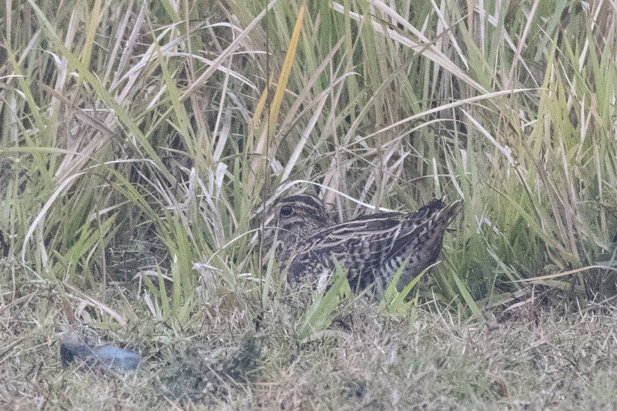 Pin-tailed/Common Snipe - ML613795245