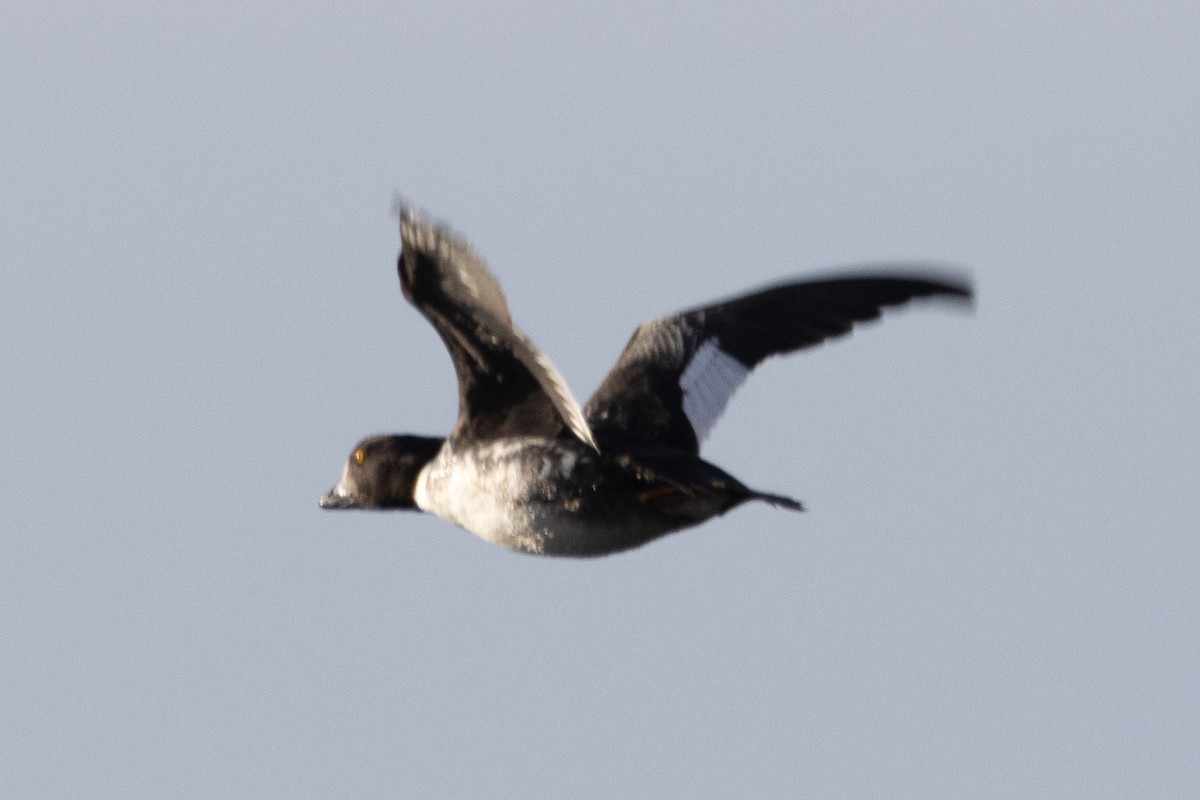 Barrow's Goldeneye - ML613795263