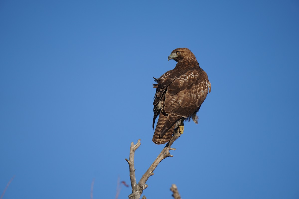 Red-tailed Hawk - ML613795295