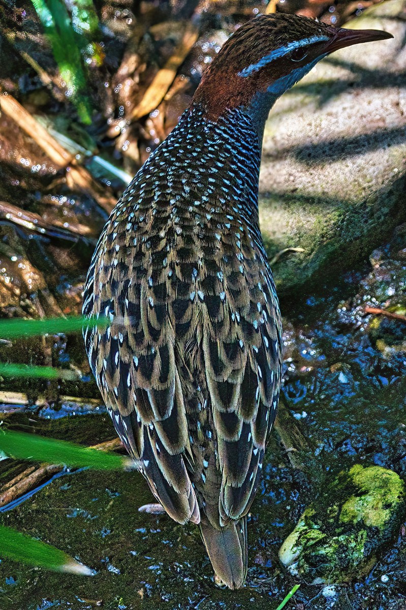 Buff-banded Rail - ML613795305