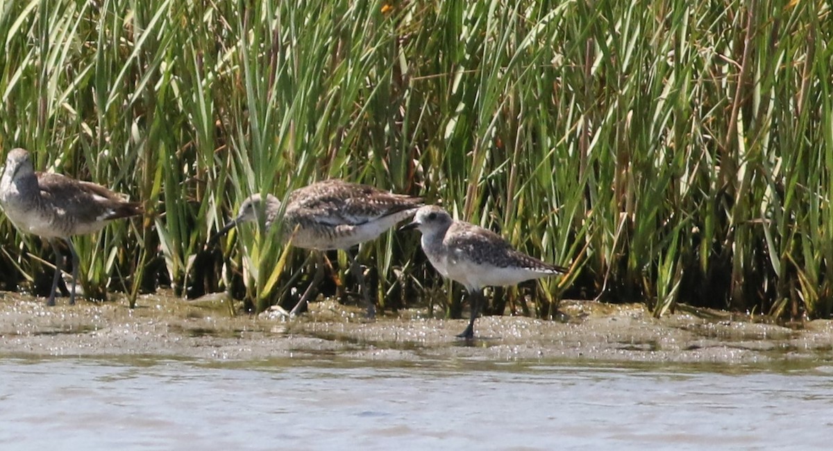 Black-bellied Plover - ML613795310