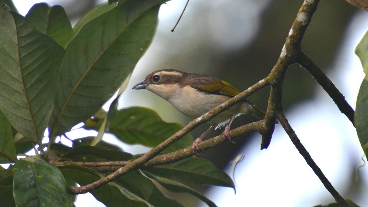 Pied Shrike-Babbler - ML613795345