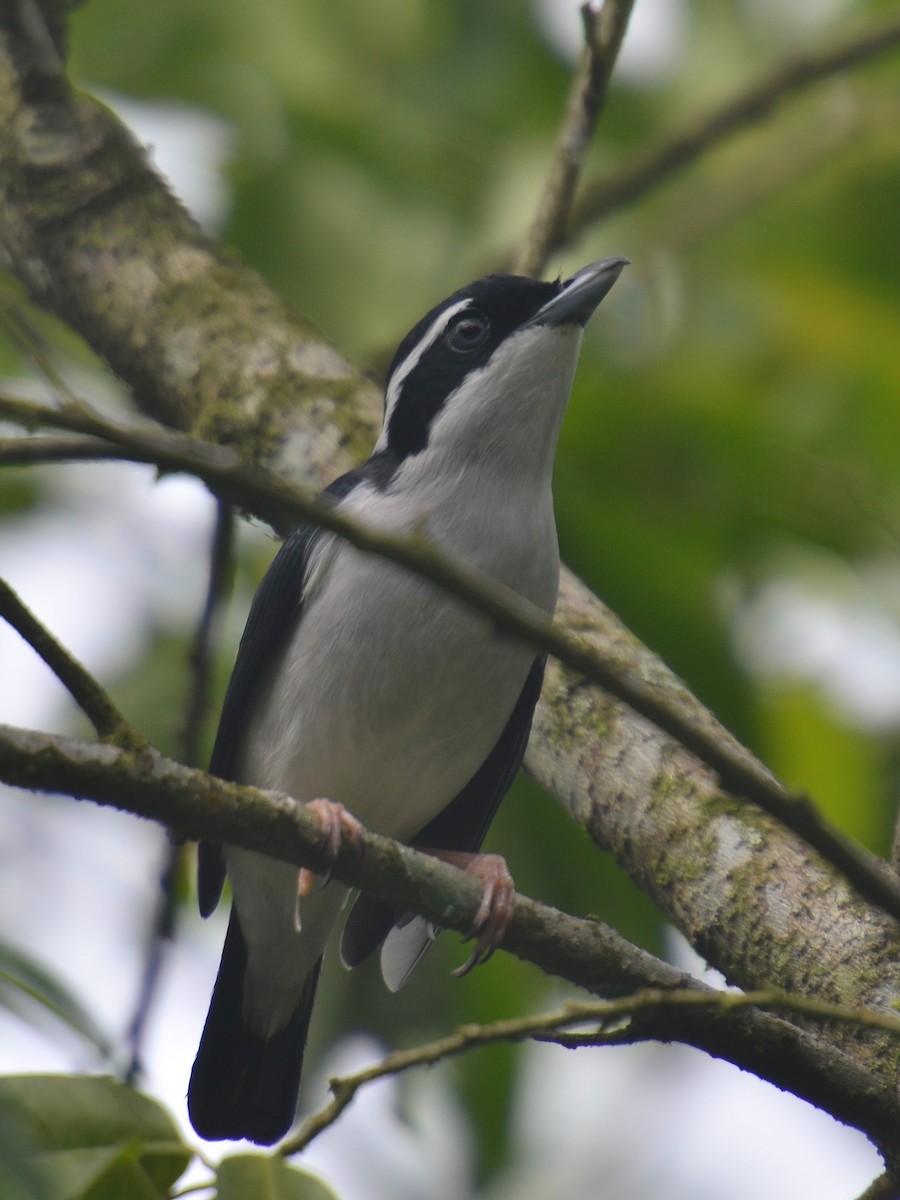 Pied Shrike-Babbler - ML613795349