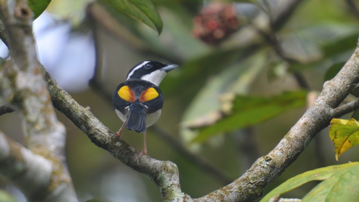 Pied Shrike-Babbler - ML613795354