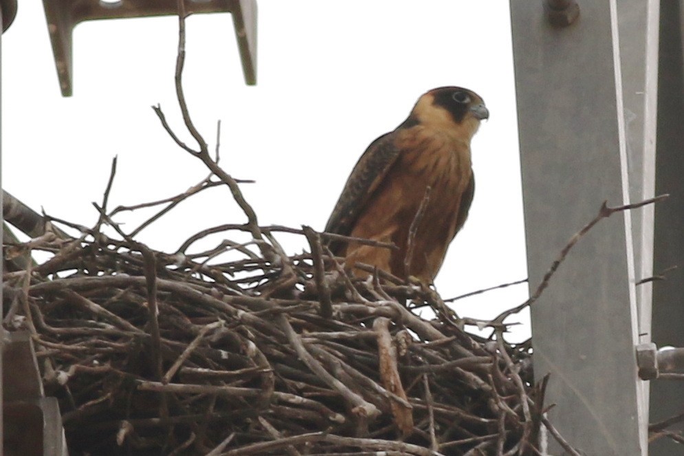 Australian Hobby - ML613795379
