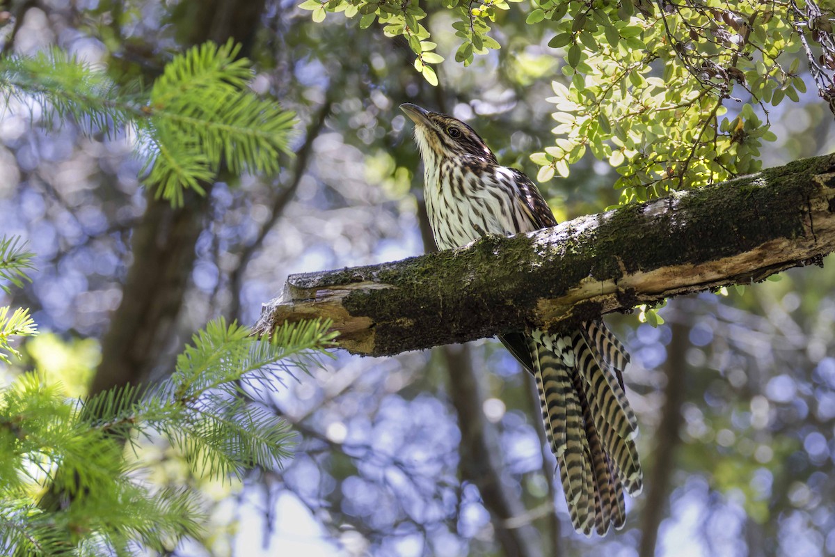 Long-tailed Koel - ML613795440