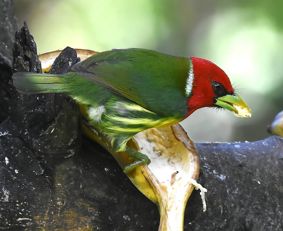 Red-headed Barbet - Gregg Hitchings