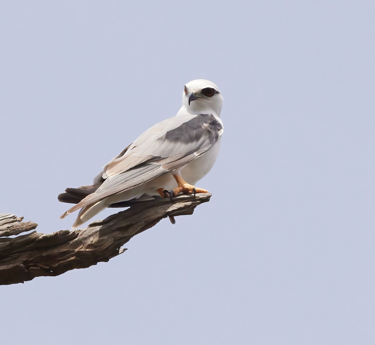 Black-shouldered Kite - ML613795462