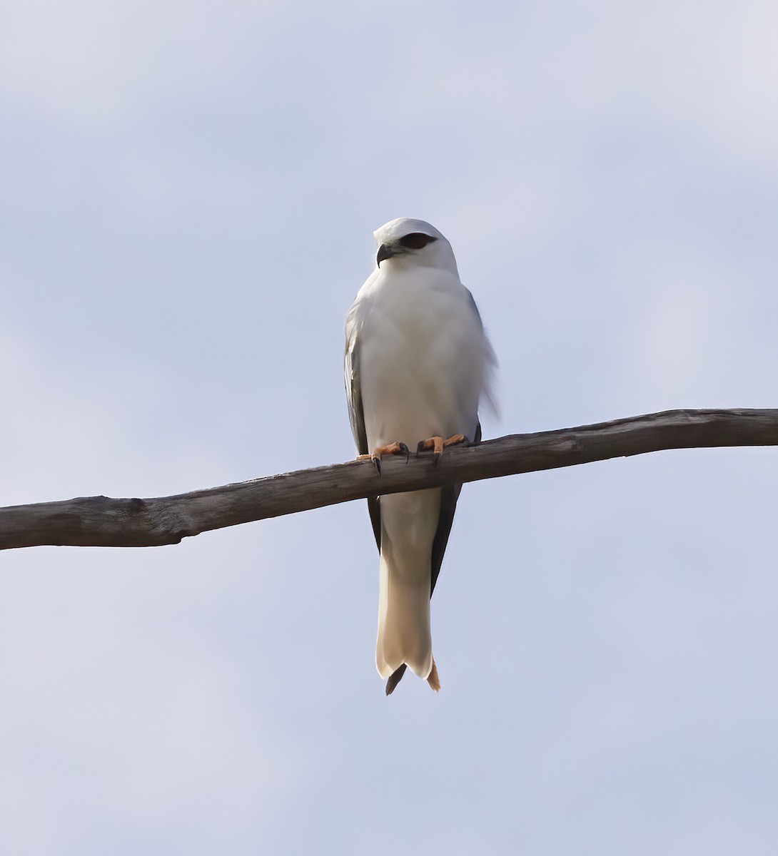 Black-shouldered Kite - ML613795463