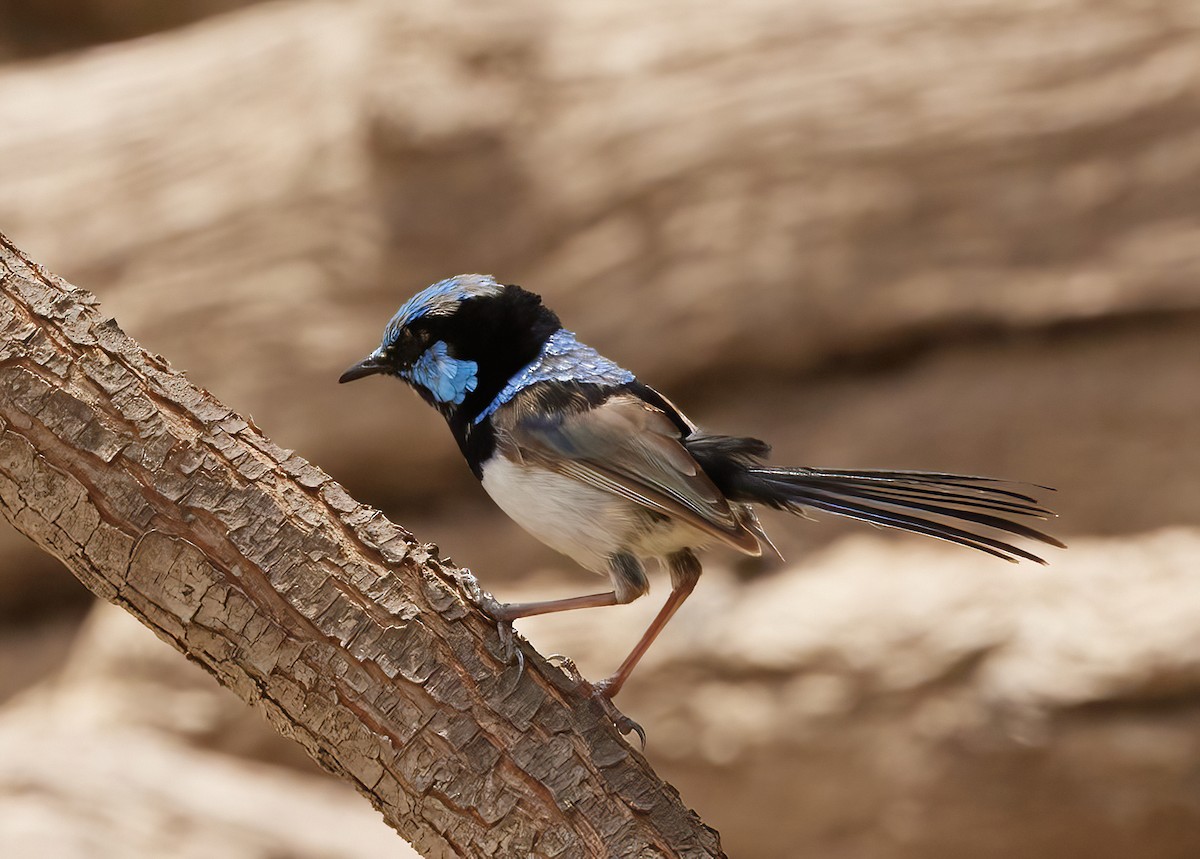 Superb Fairywren - ML613795471