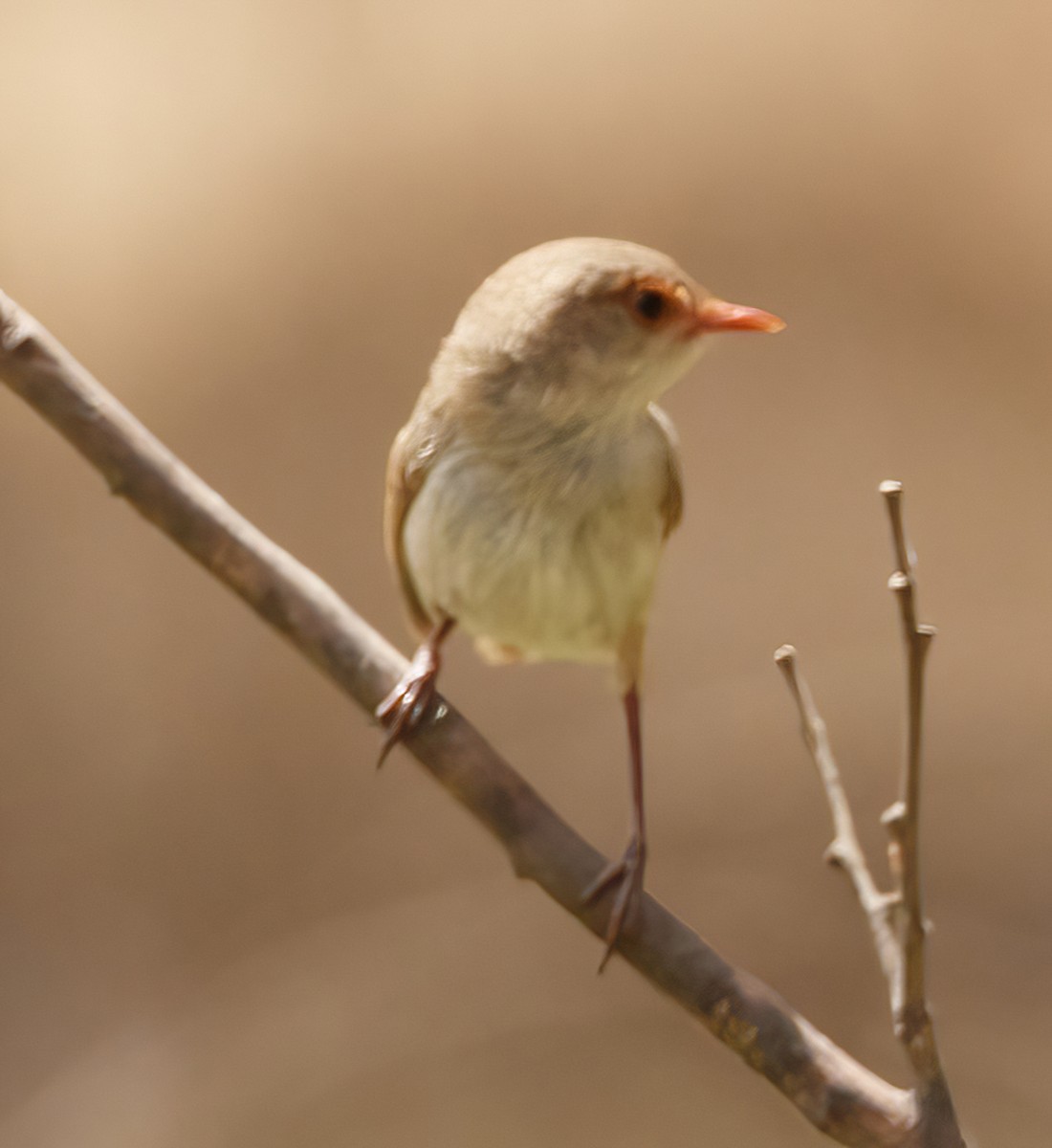 Superb Fairywren - ML613795473