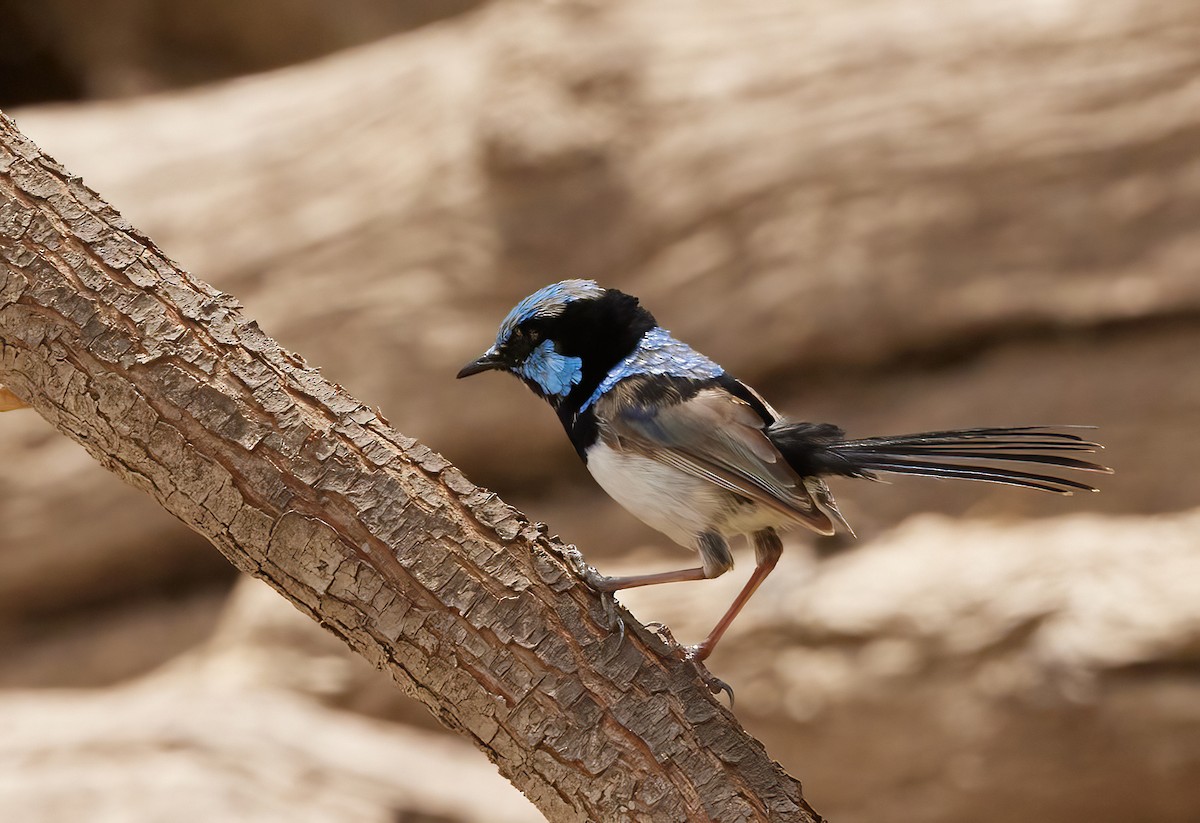 Superb Fairywren - ML613795474