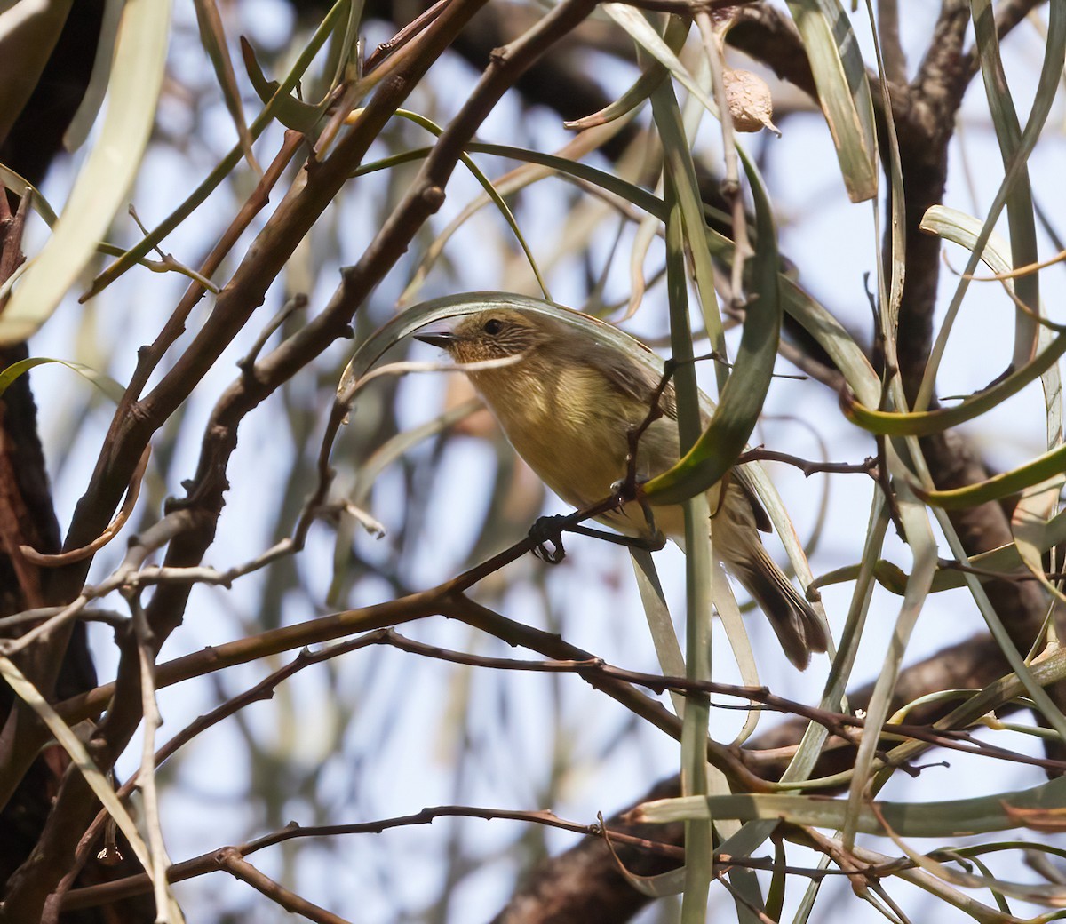 Yellow Thornbill - ML613795475