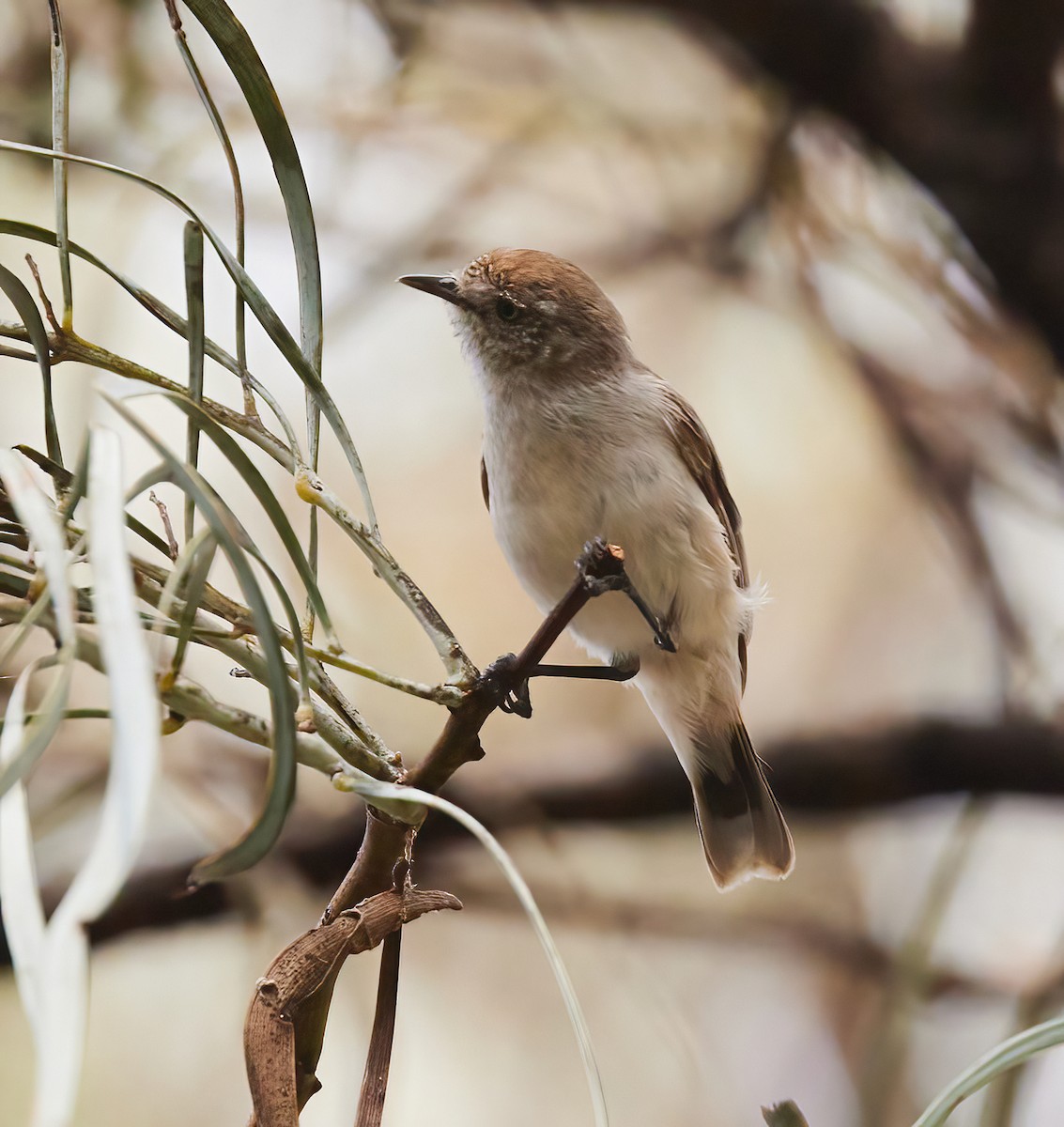 Chestnut-rumped Thornbill - ML613795481