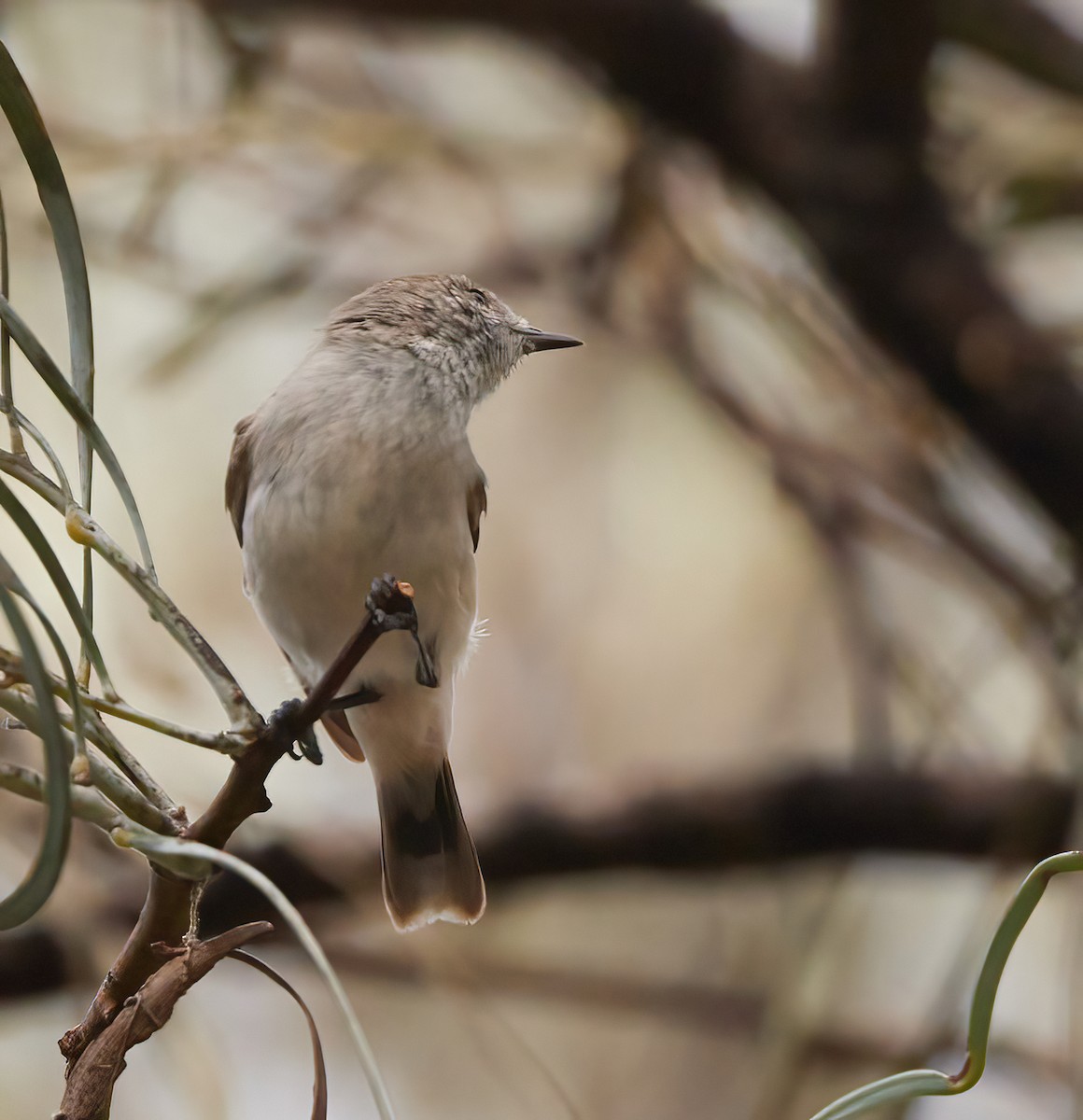 Chestnut-rumped Thornbill - ML613795482