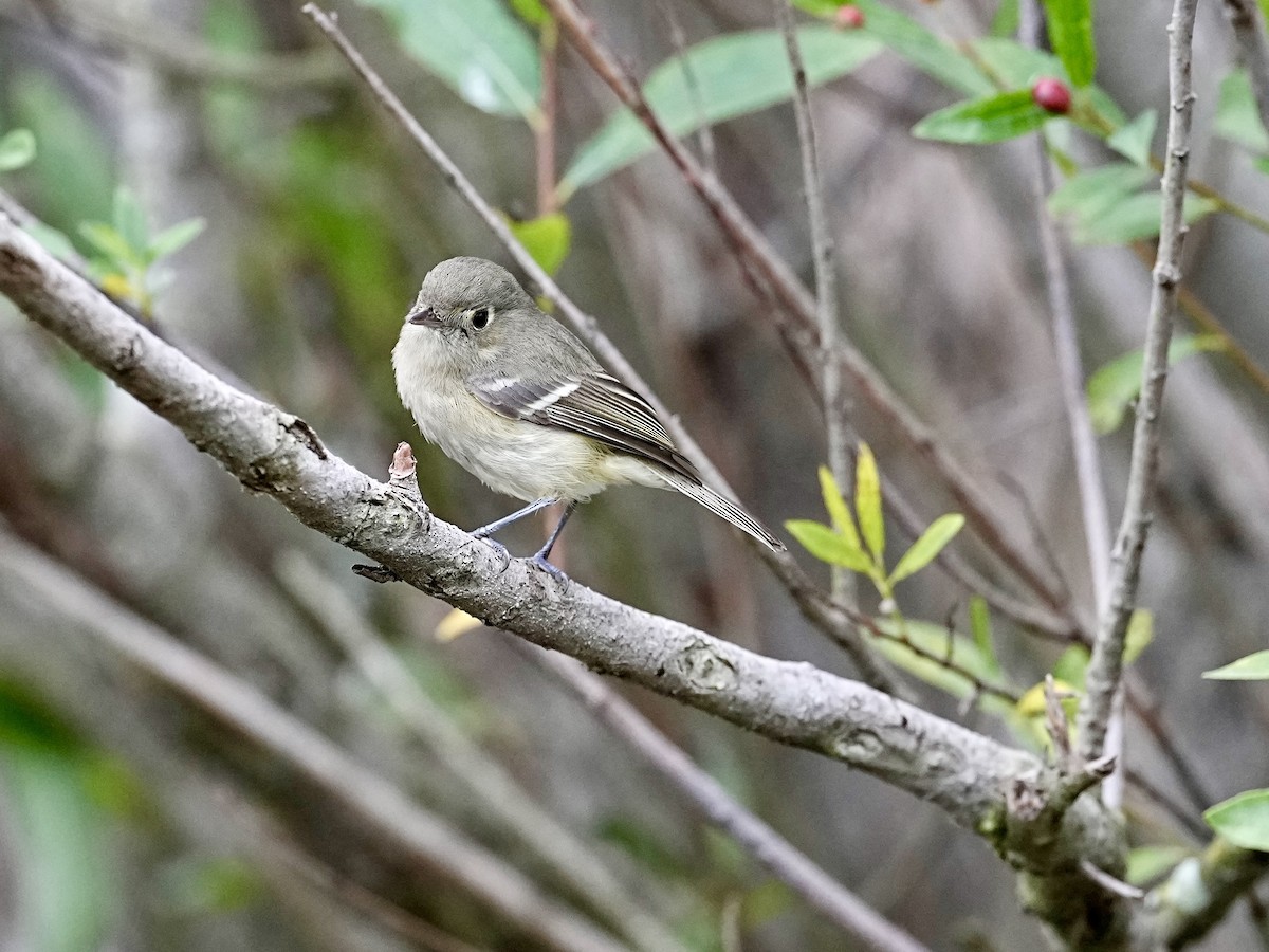 Hutton's Vireo - ML613795484