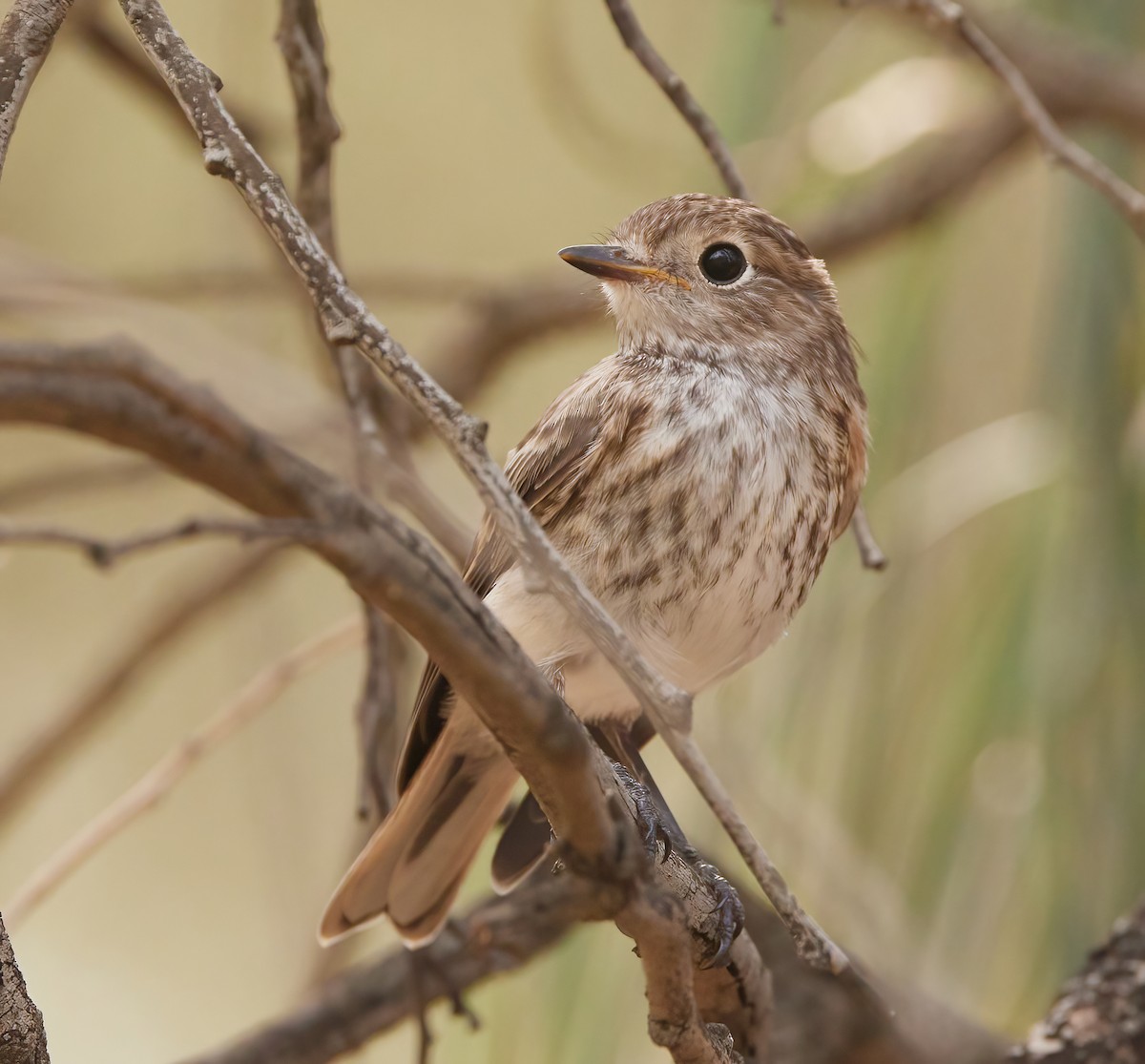 Red-capped Robin - ML613795485