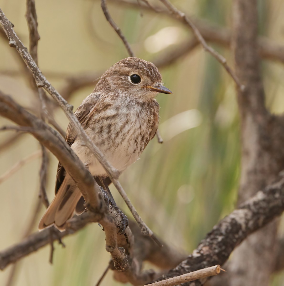 Red-capped Robin - ML613795486