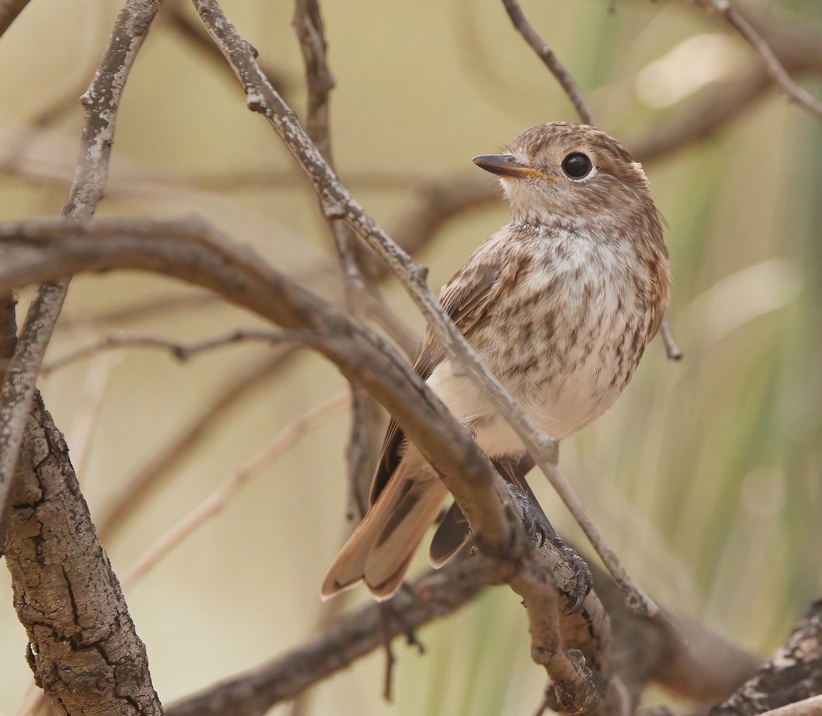 Red-capped Robin - ML613795492