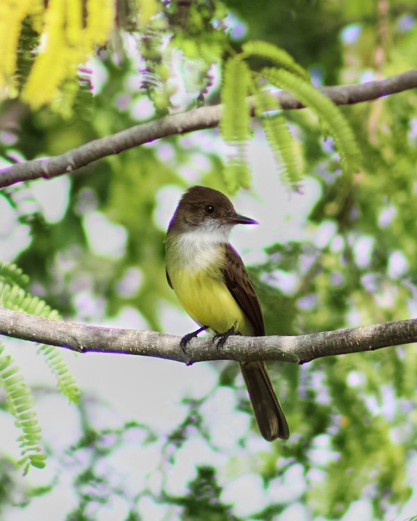 Dusky-capped Flycatcher (lawrenceii Group) - Carlos Daniel Gomez Hernandez