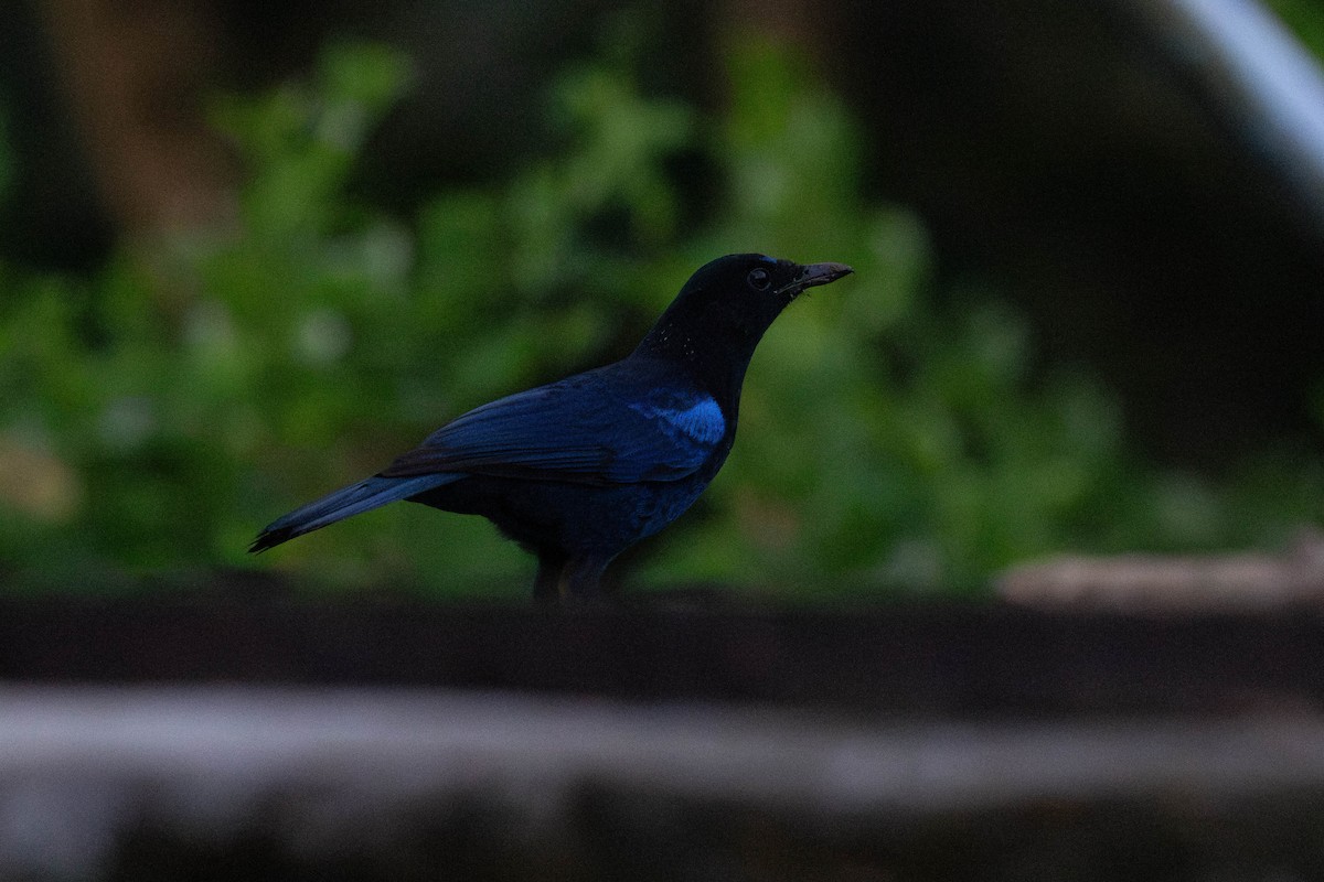 Малабарская синяя птица - ML613795503