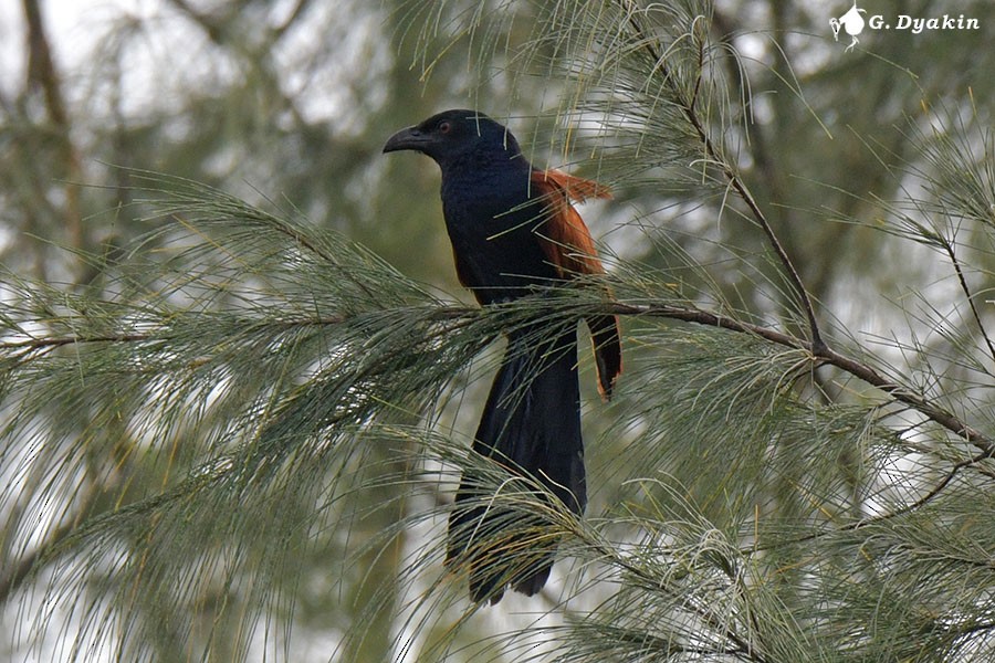 Greater Coucal - ML613795507