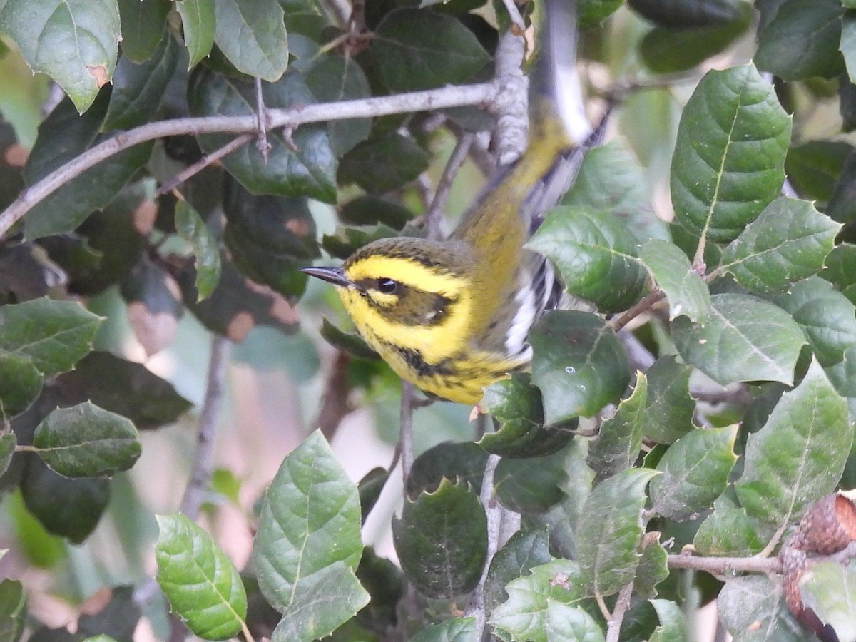 Townsend's Warbler - ML613795661