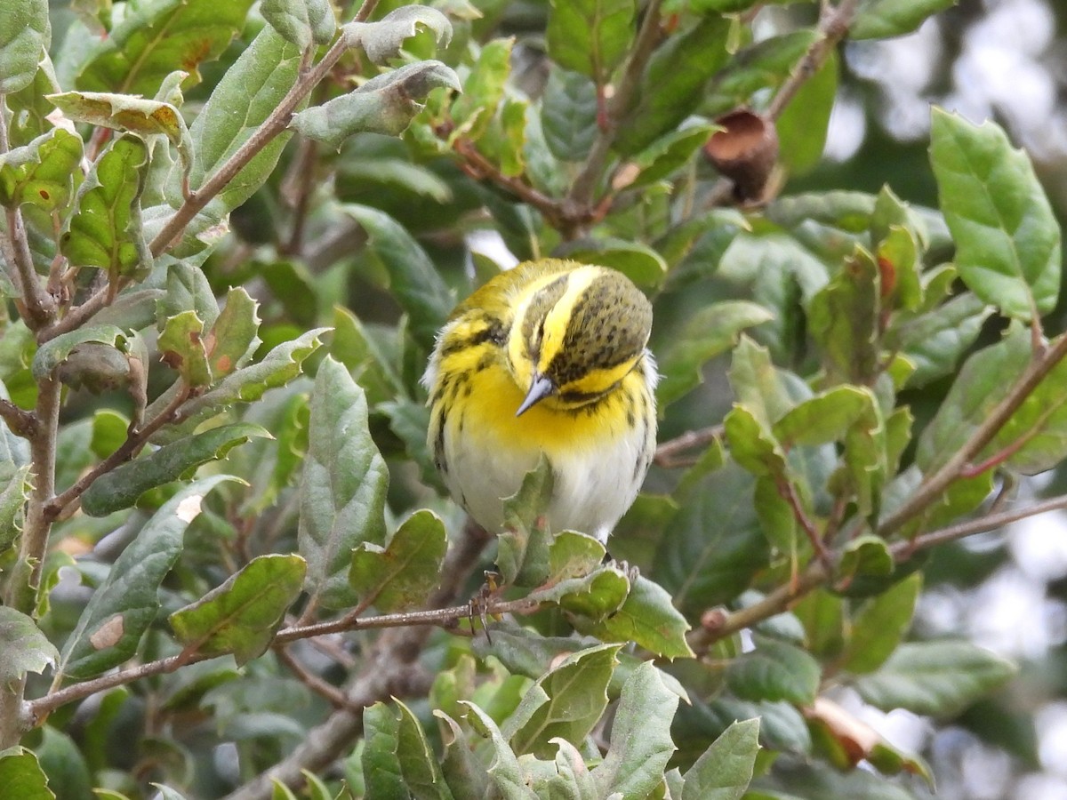 Townsend's Warbler - ML613795662