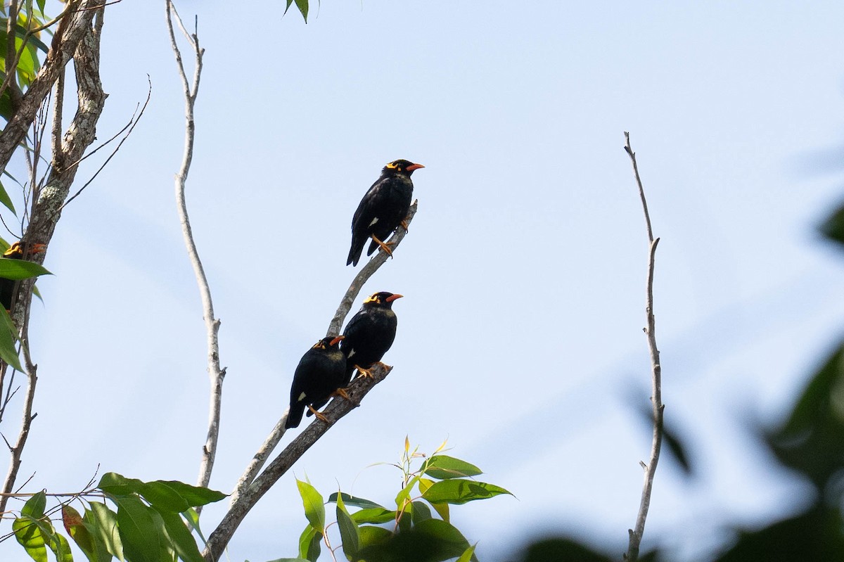 Southern Hill Myna - ML613795682