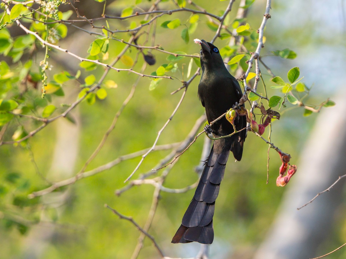 Racket-tailed Treepie - ML613795695