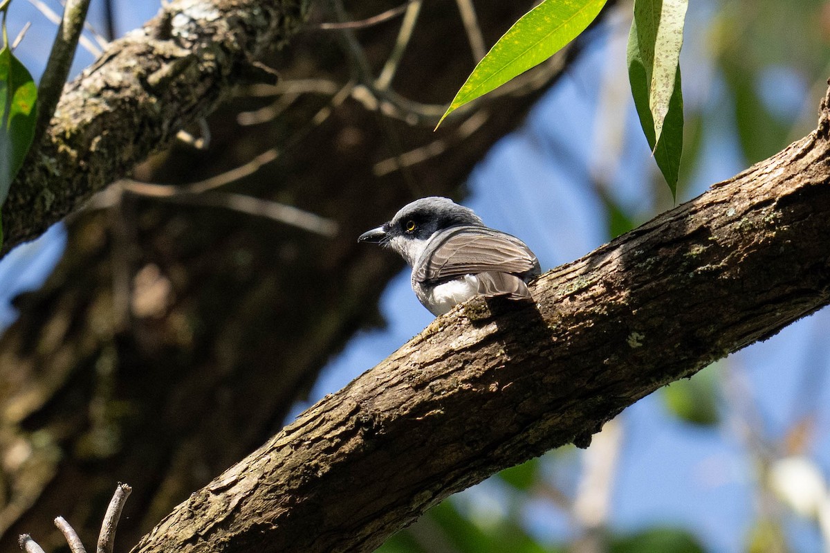 Malabar Woodshrike - Marcel Holyoak