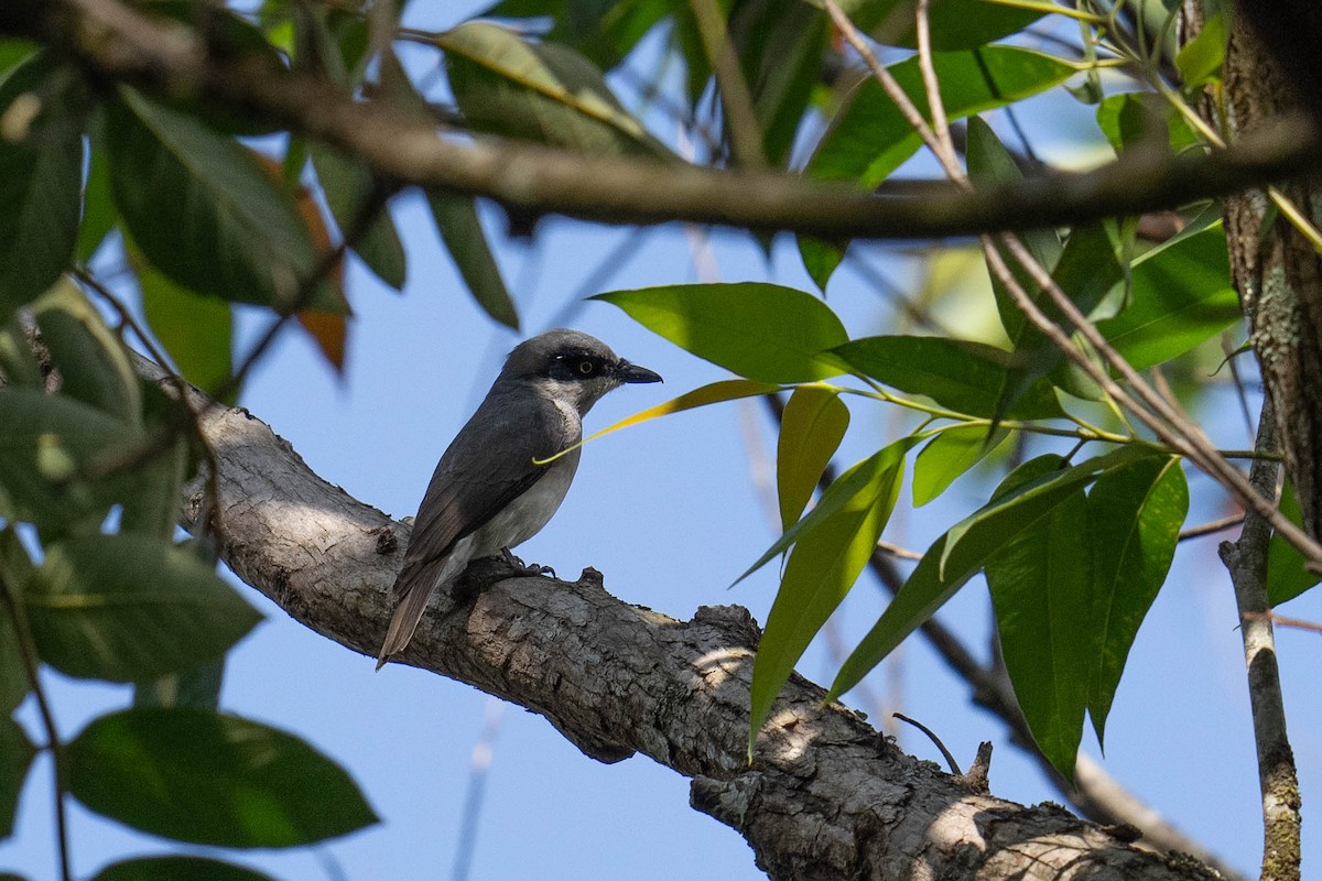 Malabar Woodshrike - Marcel Holyoak