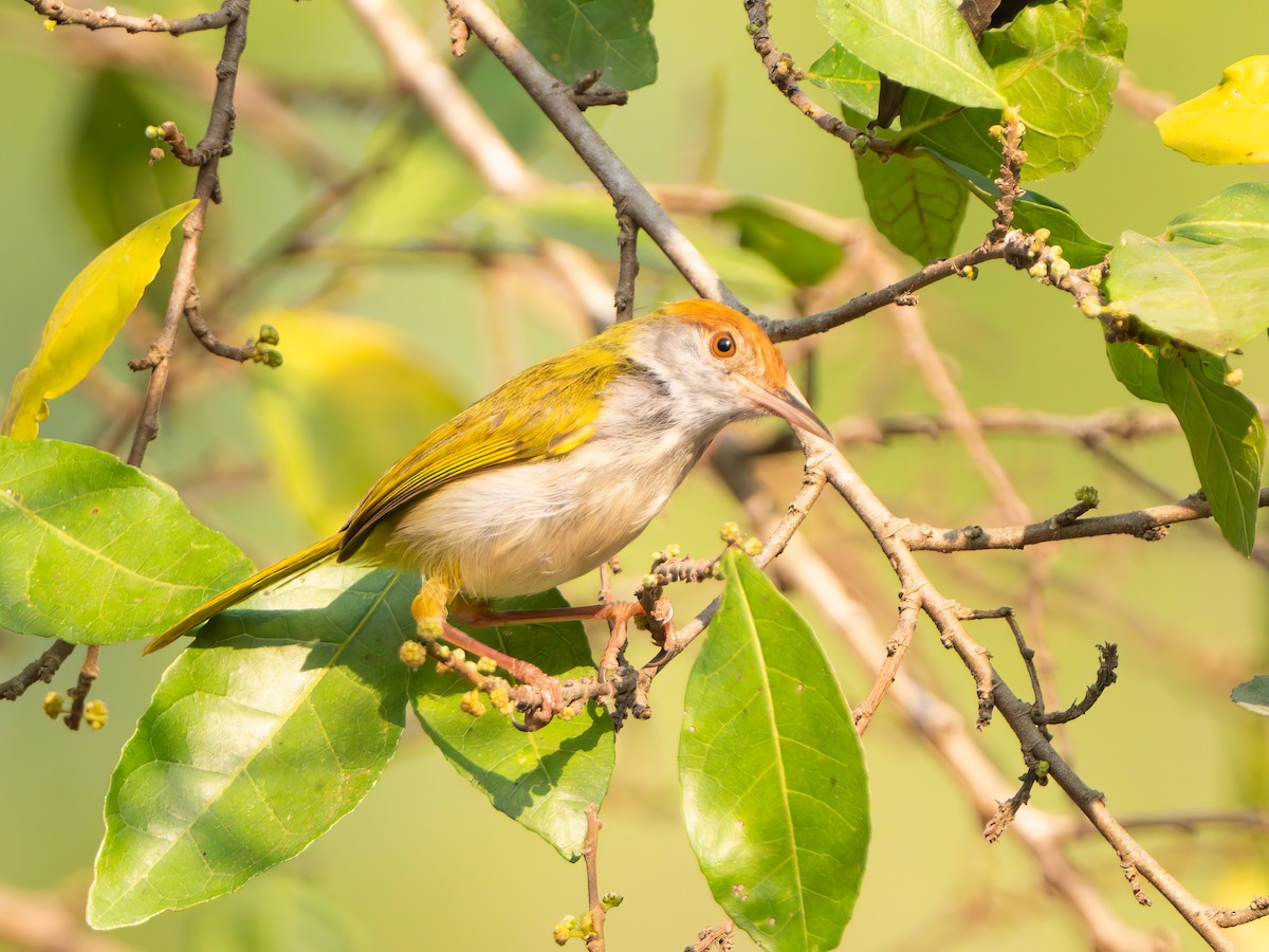 Dark-necked Tailorbird - ML613795704