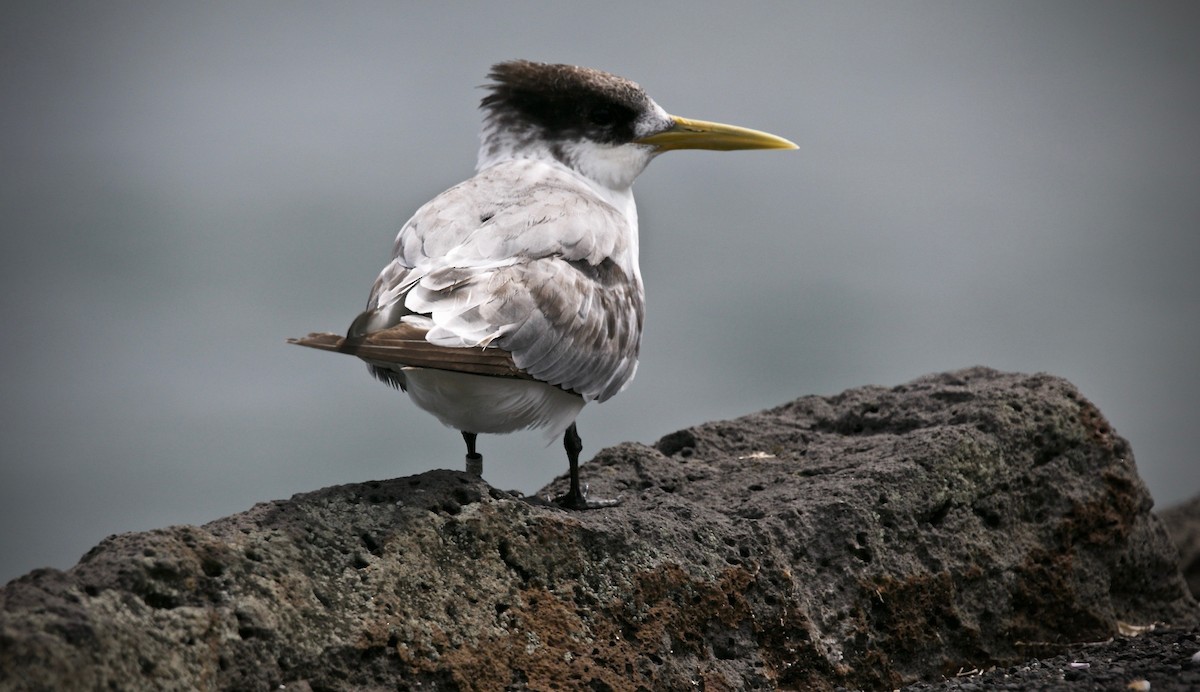 Great Crested Tern - ML613795750